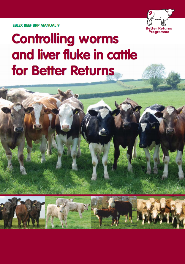 Worms and Liver Fluke in Cattle – RUMA